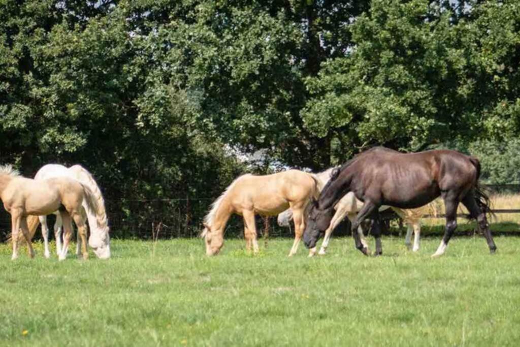 Langford Farmhouse - New Forest National Park Luxury 4Bd, Hot Tub, Cinema, 10 Acres Bartley Exterior foto